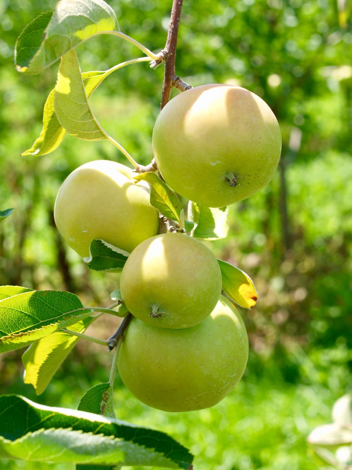 flowering-pear-tree-it-is-ornamental-only-it-does-not-bear-fruit