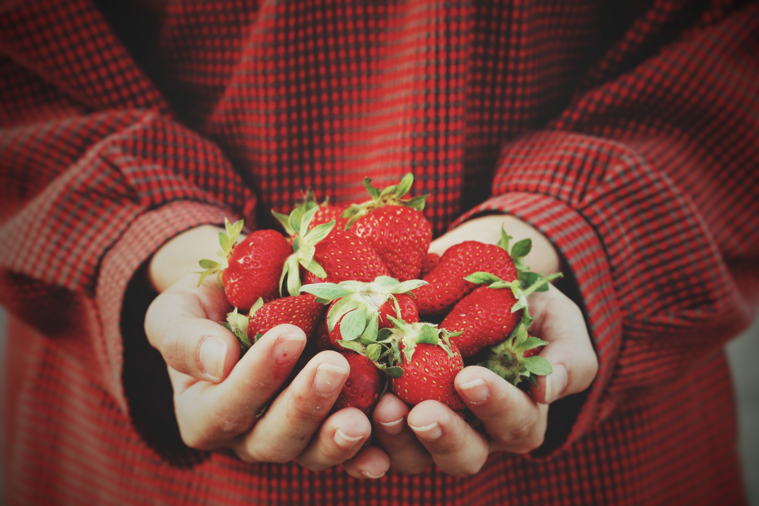 person holding handful of strawberries